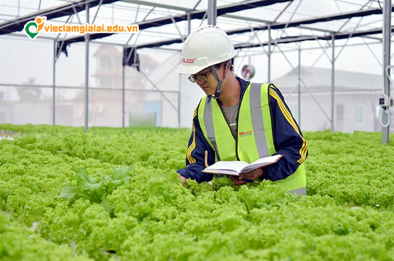 Các vị trí việc làm nông nghiệp Gia Lai phổ biến hiện nay.