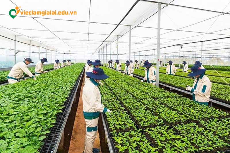 Việc làm nông nghiệp Gia Lai tại trang trại quy mô lớn